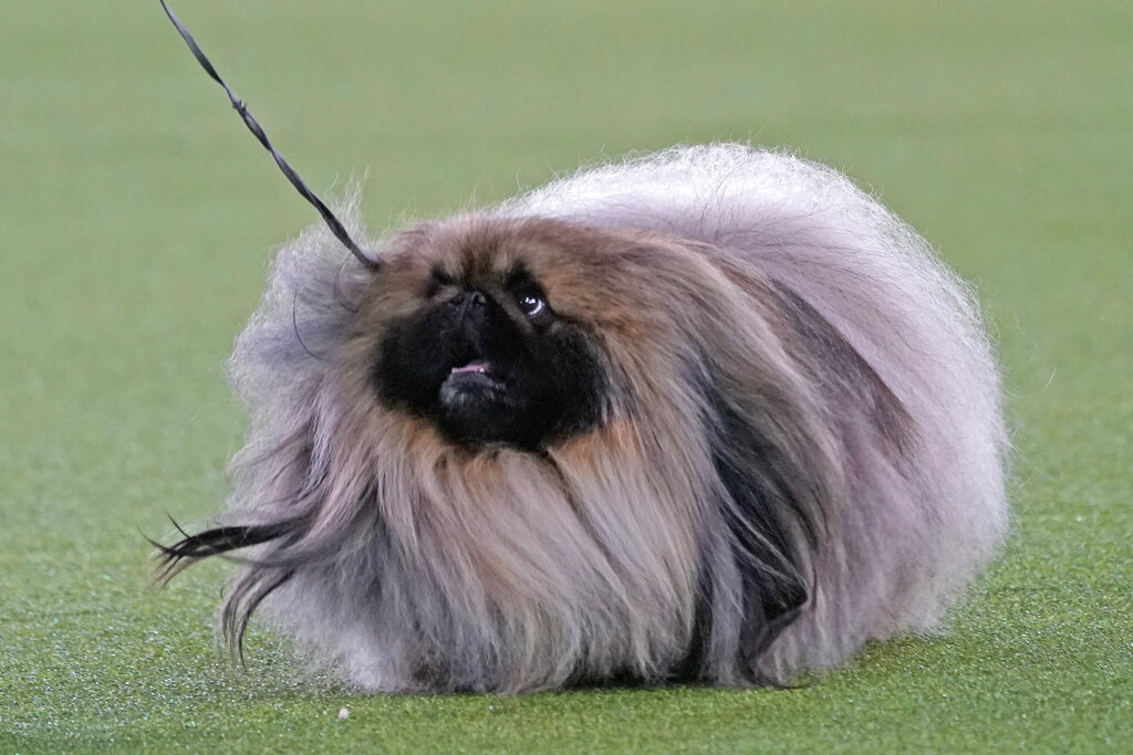 Mon. 8:43 a.m.: Prime Peke! Wasabi the Pekingese wins Westminster dog